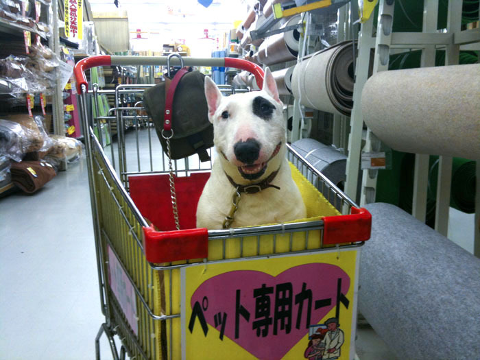 コーナン De Shop 写真の森口ミツルです